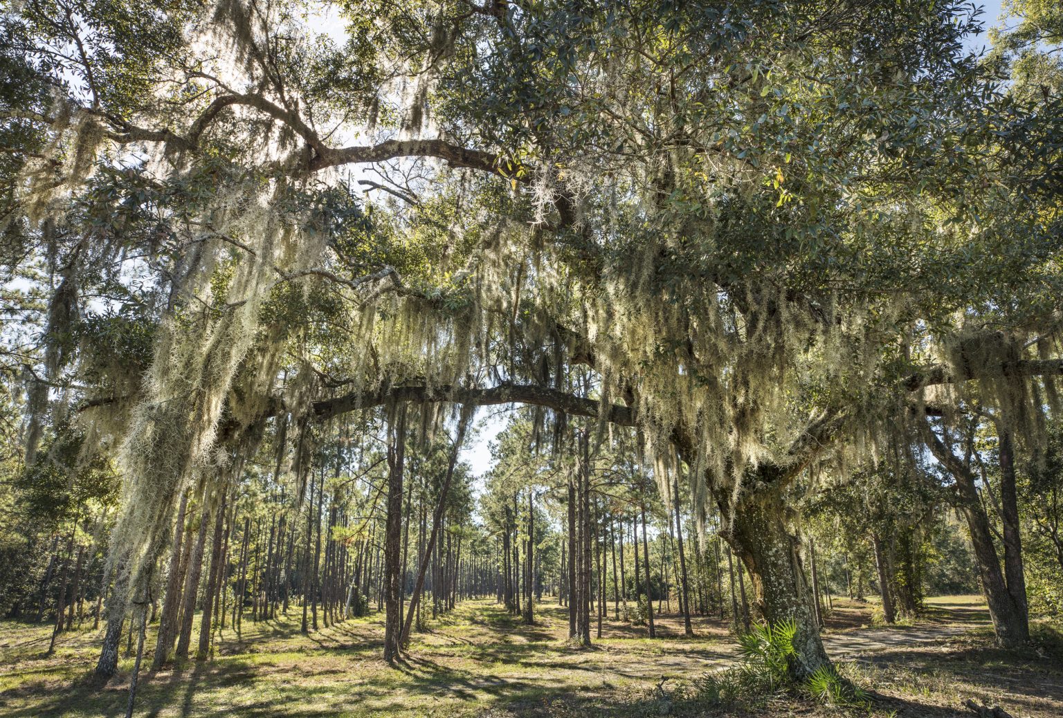 Connect Seven Pines Jacksonville, FL Homes