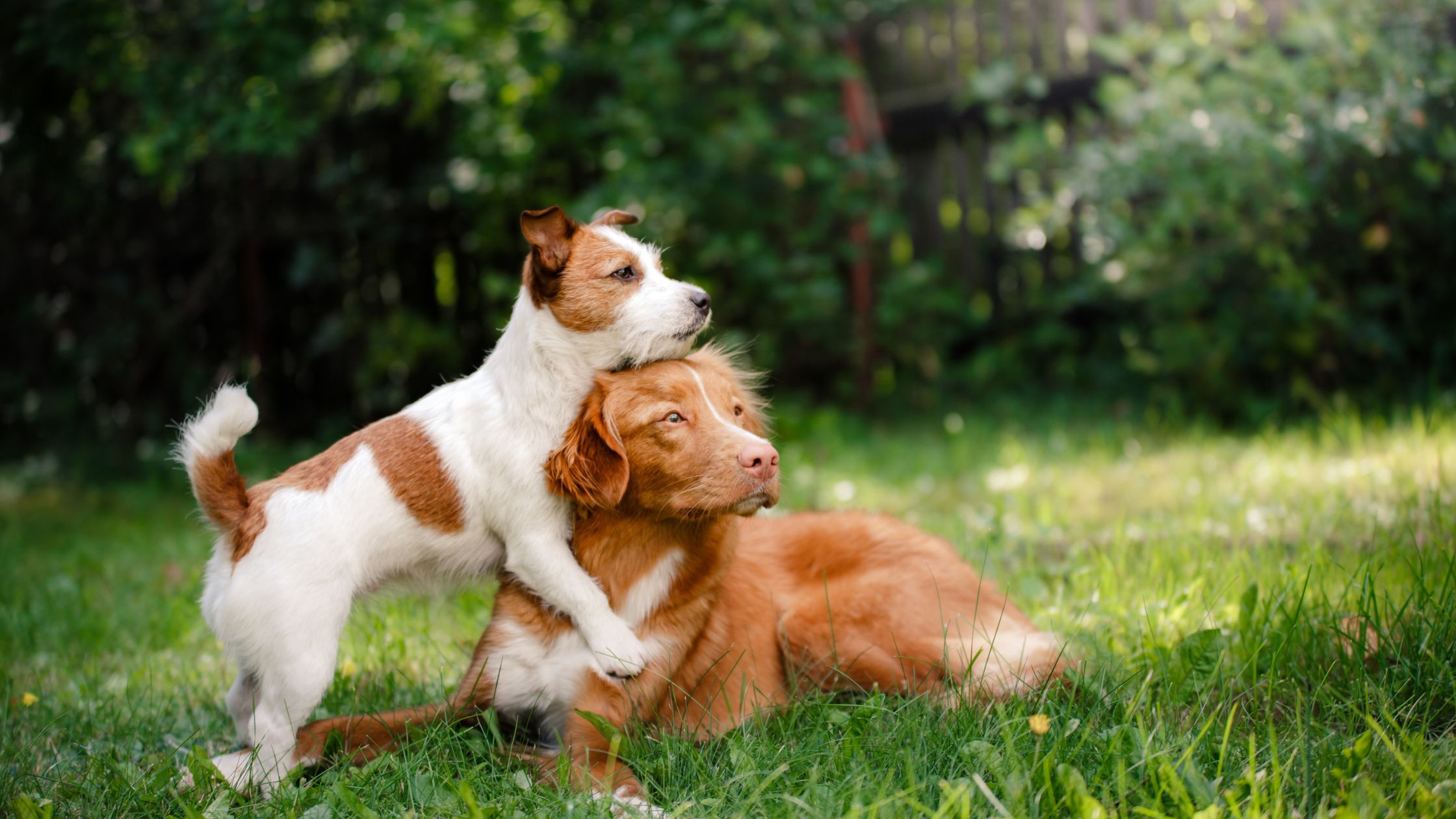 pets at home in seven pines